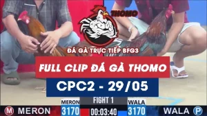Video đá gà trực tiếp thomo CPC2 ngày 29052026