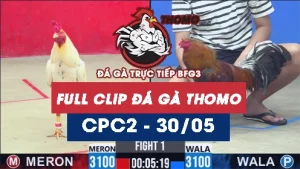 Video đá gà trực tiếp thomo CPC2 ngày 30052026