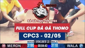 Video đá gà trực tiếp thomo CPC3 ngày 02052026