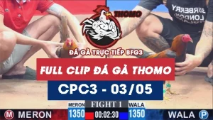 Video đá gà trực tiếp thomo CPC3 ngày 03052026