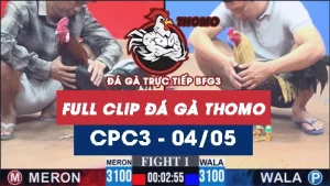 Video đá gà trực tiếp thomo CPC3 ngày 04052026