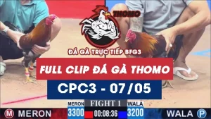 Video đá gà trực tiếp thomo CPC3 ngày 07052026