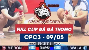 Video đá gà trực tiếp thomo CPC3 ngày 09052026