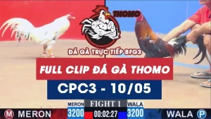 Video đá gà trực tiếp thomo CPC3 ngày 10052026