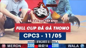 Video đá gà trực tiếp thomo CPC3 ngày 11052026