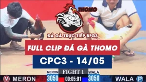 Video đá gà trực tiếp thomo CPC3 ngày 14052026