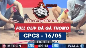 Video đá gà trực tiếp thomo CPC3 ngày 16052026