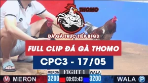 Video đá gà trực tiếp thomo CPC3 ngày 17052026