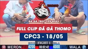 Video đá gà trực tiếp thomo CPC3 ngày 18052026