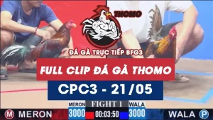 Video đá gà trực tiếp thomo CPC3 ngày 21052026