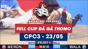 Video đá gà trực tiếp thomo CPC3 ngày 23052026