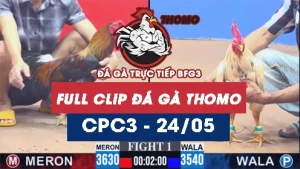 Video đá gà trực tiếp thomo CPC3 ngày 24052026