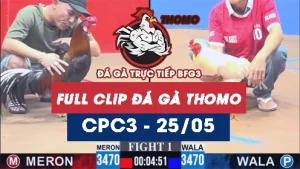 Video đá gà trực tiếp thomo CPC3 ngày 25052026