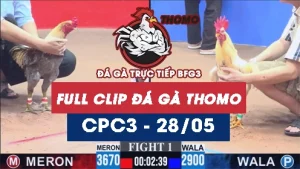 Video đá gà trực tiếp thomo CPC3 ngày 28052026