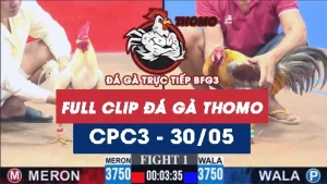 Video đá gà trực tiếp thomo CPC3 ngày 30052026