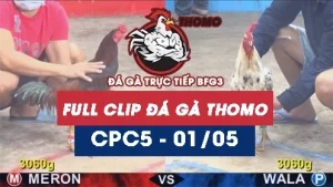 Video đá gà trực tiếp thomo CPC5 ngày 01052026