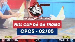 Video đá gà trực tiếp thomo CPC5 ngày 02052026