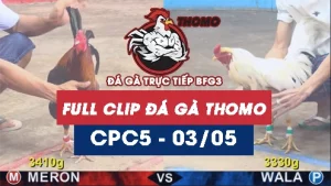 Video đá gà trực tiếp thomo CPC5 ngày 03052026