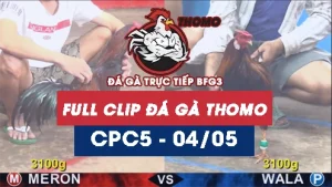 Video đá gà trực tiếp thomo CPC5 ngày 04052026