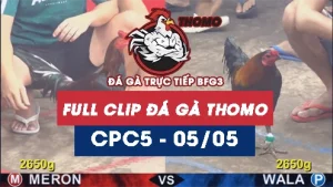 Video đá gà trực tiếp thomo CPC5 ngày 05052026
