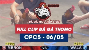 Video đá gà trực tiếp thomo CPC5 ngày 06052026