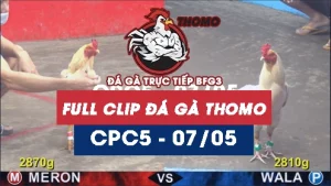 Video đá gà trực tiếp thomo CPC5 ngày 07052026