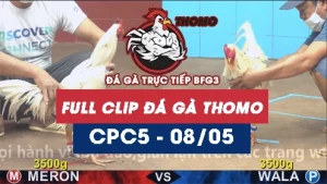 Video đá gà trực tiếp thomo CPC5 ngày 08052026