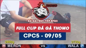 Video đá gà trực tiếp thomo CPC5 ngày 09052026