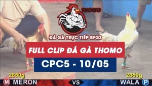 Video đá gà trực tiếp thomo CPC5 ngày 10052026