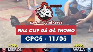 Video đá gà trực tiếp thomo CPC5 ngày 11052026