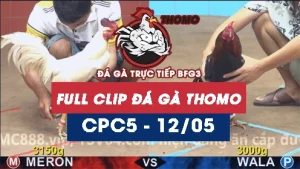 Video đá gà trực tiếp thomo CPC5 ngày 12052026