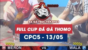 Video đá gà trực tiếp thomo CPC5 ngày 13052026