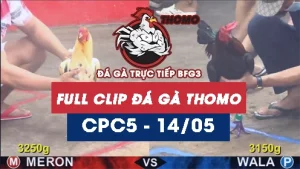 Video đá gà trực tiếp thomo CPC5 ngày 14052026