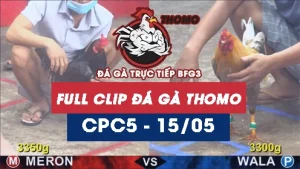 Video đá gà trực tiếp thomo CPC5 ngày 15052026