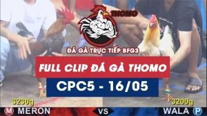 Video đá gà trực tiếp thomo CPC5 ngày 16052026