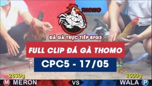 Video đá gà trực tiếp thomo CPC5 ngày 17052026
