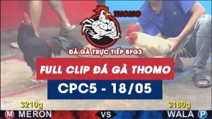 Video đá gà trực tiếp thomo CPC5 ngày 18052026