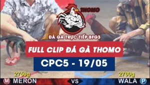 Video đá gà trực tiếp thomo CPC5 ngày 19052026