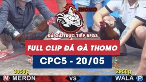 Video đá gà trực tiếp thomo CPC5 ngày 20052026