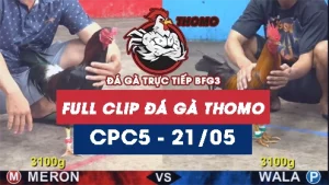 Video đá gà trực tiếp thomo CPC5 ngày 21052026