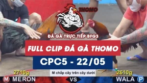Video đá gà trực tiếp thomo CPC5 ngày 22052026