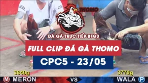 Video đá gà trực tiếp thomo CPC5 ngày 23052026