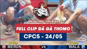 Video đá gà trực tiếp thomo CPC5 ngày 24052026