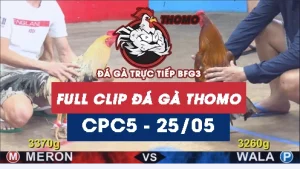 Video đá gà trực tiếp thomo CPC5 ngày 25052026