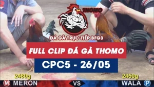 Video đá gà trực tiếp thomo CPC5 ngày 26052026