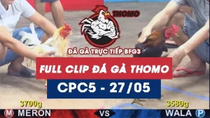 Video đá gà trực tiếp thomo CPC5 ngày 27052026