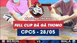 Video đá gà trực tiếp thomo CPC5 ngày 28052026