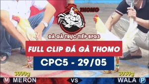 Video đá gà trực tiếp thomo CPC5 ngày 29052026