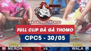 Video đá gà trực tiếp thomo CPC5 ngày 30052026